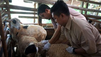 Pemkot Yogyakarta Gencarkan Vaksinasi PMK pada Sapi dan Kambing-Domba Total 120 Dosis