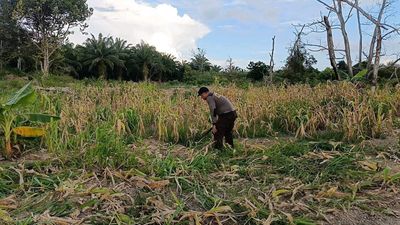 Dukung Ketahanan Pangan Nasional, Personel Polda Kaltara Rawat Lahan Pertanian di Bulungan