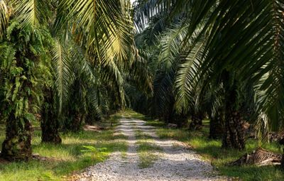 Apakah Kelapa Sawit Termasuk Pohon? Ini Penjelasan Ilmiahnya