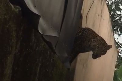 Geger! Macan Tutul Muncul di Kabupaten Bandung hingga Lukai 2 Warga