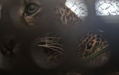 Macan Tutul Masuk Permukiman di Kabupaten Bandung Telah Dievakuasi