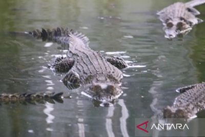 Kumpulan Mitos dan Legenda Bontang yang Belum Banyak Diketahui