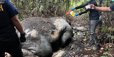 Bangkai Gajah Sumatra Ditemukan di Konsesi PT RAPP Pelalawan, Polisi Selidiki Dugaan Kejahatan Satwa Dilindungi