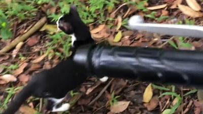 Gara-gara Terlalu Nakal, Cowok ini Terpaksa Patuhi Perintah Ibu untuk Buang Kucingnya