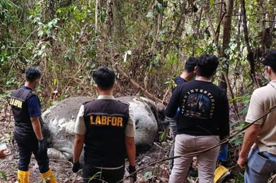 Kemenhut Akan Dalami Kasus Kematian Gajah Tanpa Kepala di Riau