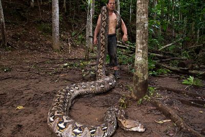 Ibu Baron di Maros Pecahkan Rekor Dunia Jadi Ular Terpanjang Versi Guinness World Records