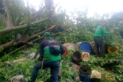 Aksi Cepat Petugas Gabungan Evakuasi 3 Pohon Tumbang di Cakung Barat demi Cegah Luapan Kali