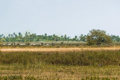 Aturan Baru Tanah Terlantar Bisa Disita Negara: Ini Penjelasannya!