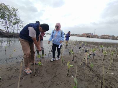 Selamatkan Kawasan Pesisir! Wisata Pantau di Pekalongan ditanami Mangrove