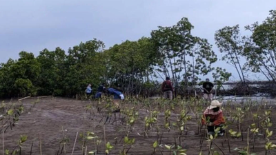 Pemkot Pekalongan Restorasi Mangrove Park untuk Tangkal Banjir & Rob di Pesisir Utara