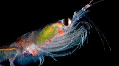 Krill, Pahlawan Super Kecil Penjaga Ekosistem Paling Murni di Bumi dari Keruntuhan