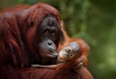 Menjelajahi Jantung Hijau Kaltim: Mengenal 5 Primata Asli Penghuni Hutan Wehea hingga Mahakam