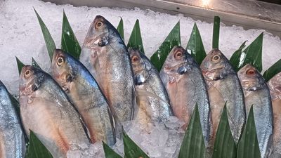 Ikan Kembung Kalahkan Salmon, Superfood Lokal Lebih Tinggi Omega 3 dan Lebih Hemat