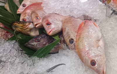 Kakap Merah, Ikan Bernilai Tinggi dengan Umur Bisa Tembus 50 Tahun