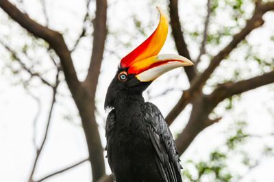 Inilah Mitos Panglima Burung dan Alasan Suku Dayak Kenyah Mengkeramatkan Enggang