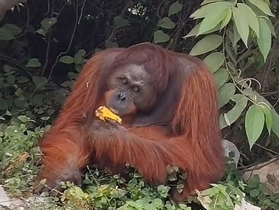 Fakta Baru Orang Utan Sam yang Viral: Bertahan Hidup di Antara Kepungan Tambang dan Titik Buangan Sampah Liar