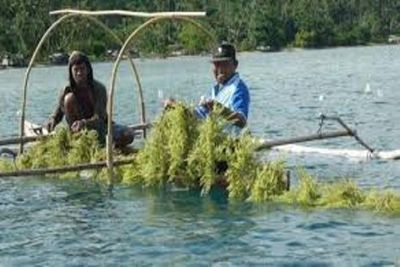 Rumput Laut Kepulauan Yapen Jadi Andalan Ekonomi Pesisir