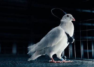 Perusahaan Rusia Ubah Burung Merpati Jadi Drone Cyborg, Bisa Terbang Sesuai Perintah