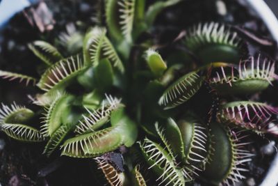 7 Fakta Unik Tanaman Venus Flytrap, Si Karnivora Pemakan Serangga!