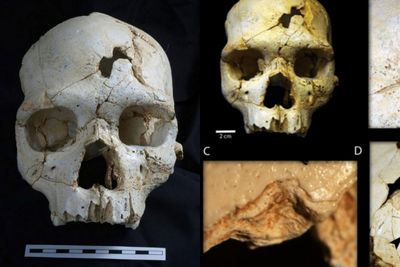 Cold Case Tertua di Dunia: Detektif Modern Berhasil Bongkar Kasus Pembunuhan Berusia 430.000 Tahun