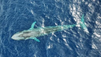 Misteri Perjalanan Paus Biru Kerdil Terungkap: 2.000 Kilometer dalam Sembilan Hari