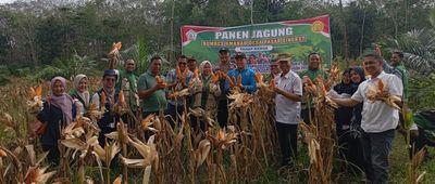 Wujudkan Kemandirian Pangan, Polsek Pelawan Singkut Turun ke Ladang Panen Jagung Bersama Masyarakat