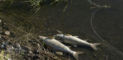 Ikan Mati di Sorong, Sungai Klafdalim dan Klasoh Diduga Tercemar