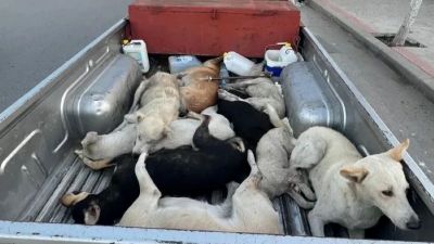 Tuduhan Pembantaian Anjing Liar Menyoroti Tantangan Maroko Menjadi Tuan Rumah Piala Dunia 2030