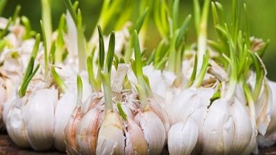 Keamanan dan Kualitas Bawang Putih yang Bertunas: Apa yang Perlu Diketahui?