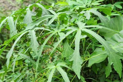 7 Manfaat Daun Gedi untuk Kesehatan Tubuh yang Perlu Diketahui