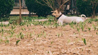 Kenapa Anjing Suka Menggali Tanah? Ini 7 Alasan yang Kamu Harus Tau!