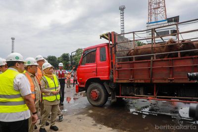 Perkuat Stok Pangan Selama Ramadhan, Pemprov DKI Jakarta Datangkan Ribuan Ekor Sapi dari Negeri Kangguru