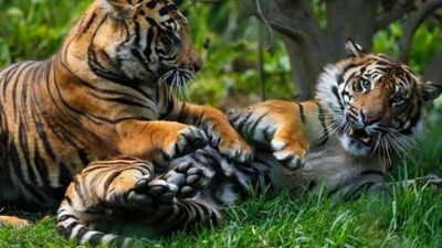 Investigasi Kematian Massal Harimau di Thailand
