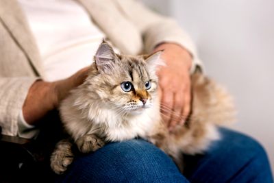 35 Caption Lucu Tentang Kucing dalam Bahasa Inggris untuk Media Sosial