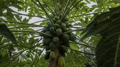 Memanfaatkan Daun Pepaya Sebagai Penambah Nafsu Makan
