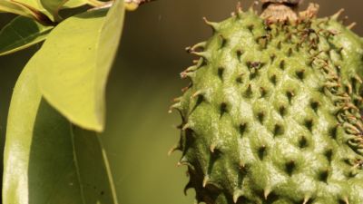 Khasiat Daun Sirsak dalam Mengatasi Nyeri Sendi