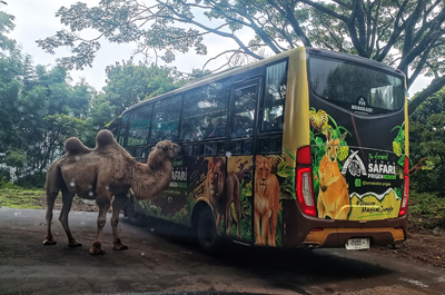 Libur Lebaran 2026, Taman Safari Prigen Jadi Destinasi yang Wajib Masuk Agenda