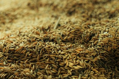 Bulog Lampung Serap 101 Ribu Ton Gabah Petani, Capai 25,58 Persen Target 2026