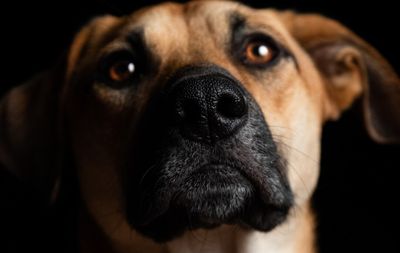 Benarkah Anjing Bisa Melihat Hantu? Ini Penjelasan Ilmiahnya