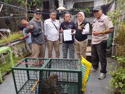 Viral Monyet Ekor Panjang Lepas di Kencong Jember, BKSDA dan Polisi Amankan Tiga Ekor Satwa Liar