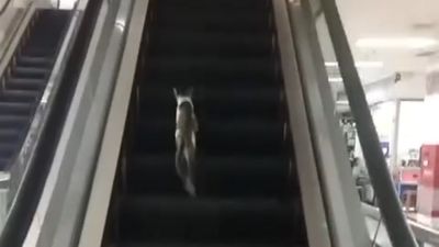 Momen Kocak! Kucing Kebingungan Hadapi Eskalator di Mal