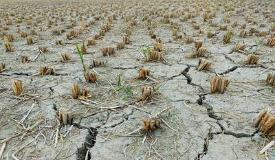 Gubernur Lampung Minta Tingkatkan Kesiapsiagaan Hadapi El Nino Godzilla