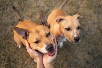 Datang dan Ramaikan, DOG EXPO di Tondano, BESOK!