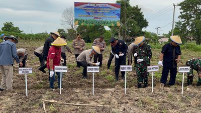 Dukung Ketahanan Pangan, Polres Tarakan Tanam Jagung Serentak di Tarakan Utara