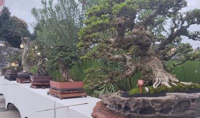 518 Bonsai dari Seluruh Indonesia Ramaikan Kalpataru Bonsai Buleleng 2026 di Singaraja