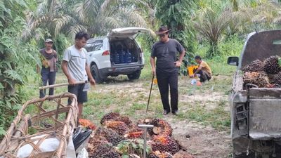 Harga Sawit Riau Naik, TBS Umur 9 Tahun Tembus Rp3.682 per Kilogram