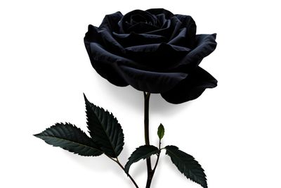 5 Makna Tersembunyi Bunga Mawar Hitam yang Jarang Diketahui!