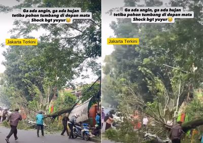 Pohon Ambruk di Pakubuwono Jaksel Timpa 3 Motor, Ada Korban Luka