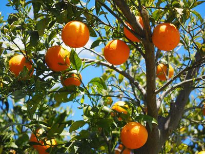 Manfaatkan Lahan Sempit! 7 Tanaman Buah Produktif Ini Cepat Berbuah Meski Hanya Ditanam di Pot