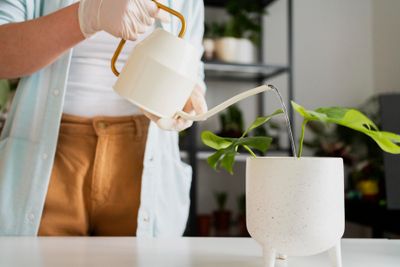 Rekomendasi Tanaman Indoor yang Bisa Mendinginkan Ruangan, Apa Saja?